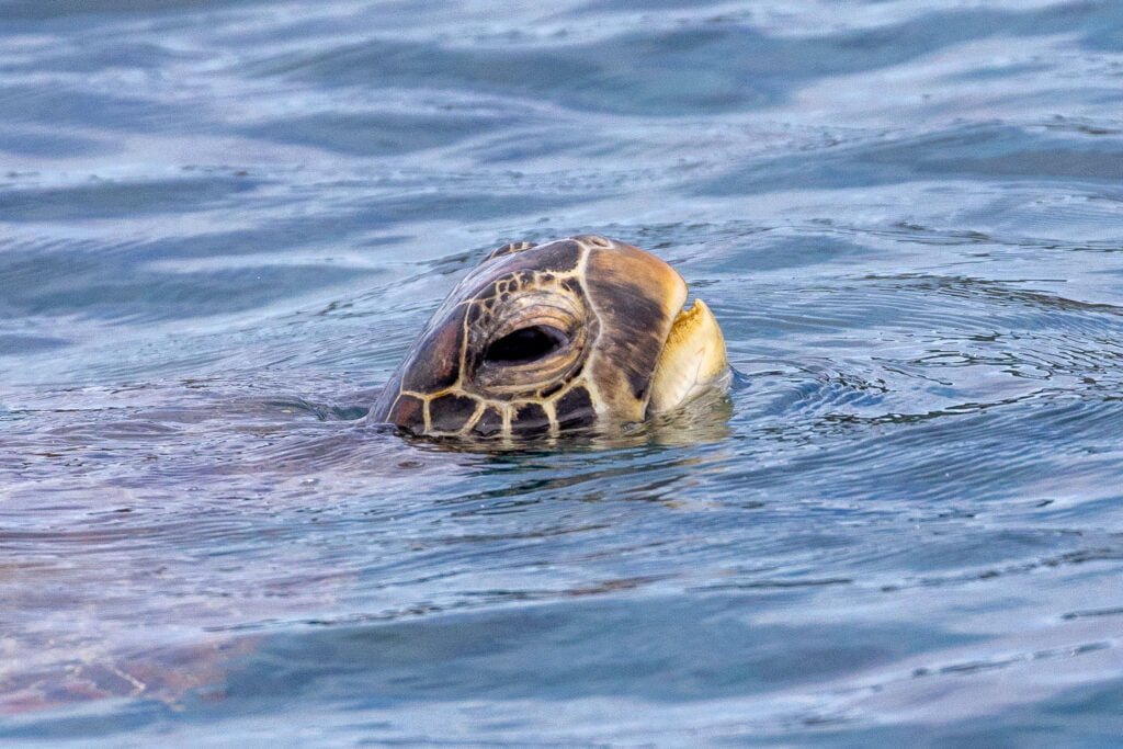 Turtle